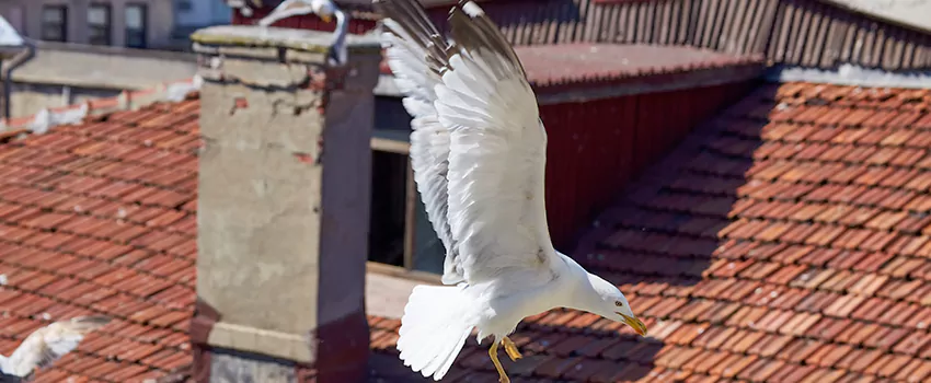 Residential Chimney Animal Removal Solution in Prescott Valley, AZ