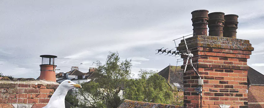 Chimney Cleaning And Restoration in Prescott Valley, Arizona